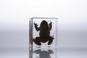 Внешнее строение лягушки (в прозрачном пластике) Внешнее строение лягушки (в прозрачном пластике)