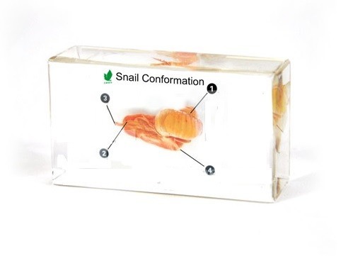 1440 snail confirmation.jpg