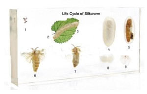 Дикий шелкопряд (в прозр. пластике) Дикий шелкопряд (в прозр. пластике)
