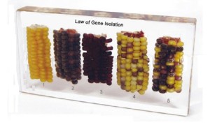 Изоляция генов(в прозр. пластике) Изоляция генов(в прозр. пластике)