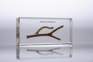 Мимикрия гусеницы (в прозрачном пластике) Мимикрия гусеницы (в прозрачном пластике)