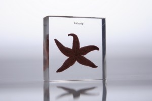 Морская звезда (в прозрачном пластике) Морская звезда (в прозрачном пластике)