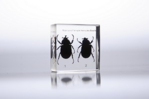Мужская и женская особи жука (в прозрачном пластике) Мужская и женская особи жука (в прозрачном пластике)