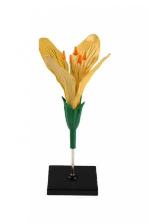 Модель цветка капусты