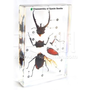 Строение жука (в прозр. пластике)