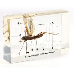 Строение саранчи (в прозр. пластике)