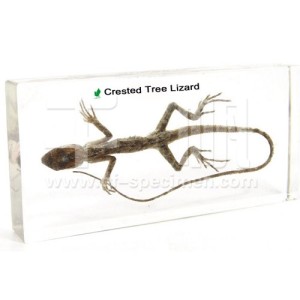 Ящерица (в прозр. пластике) Ящерица (в прозр. пластике)