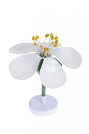 Модель цветка яблони