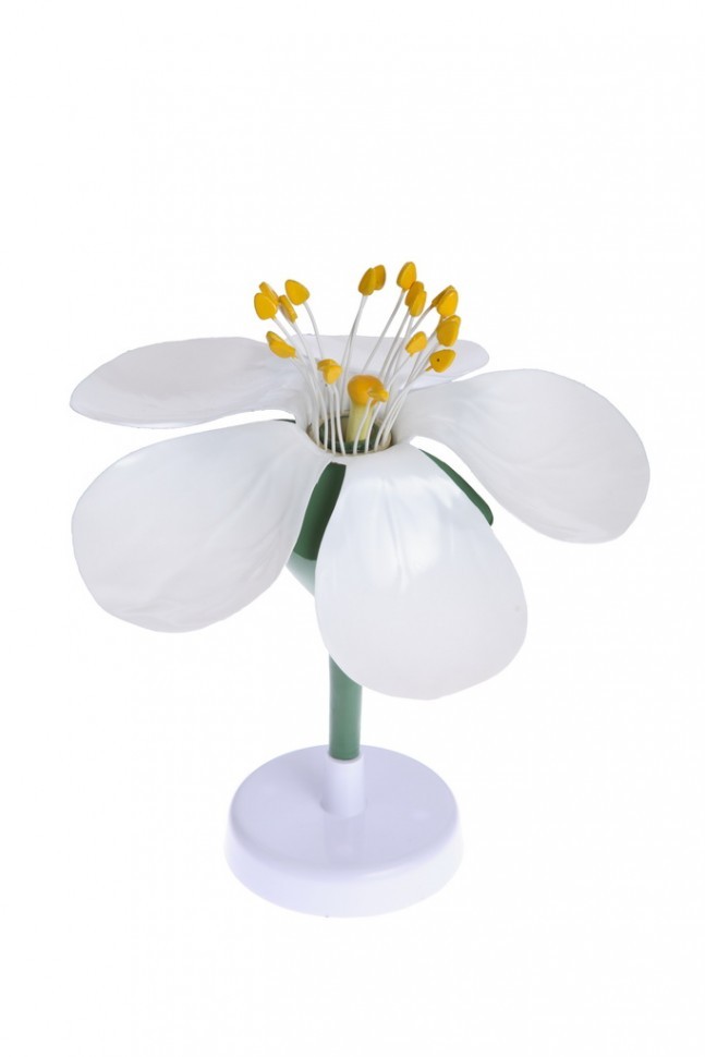 IMG_2487_enl89.jpg IMG_2487_enl89.jpg