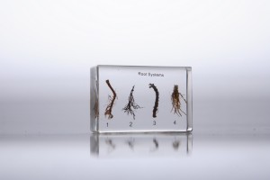 Виды корневых систем (в прозрачном пластике)