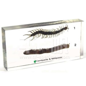 Губоногие и двупарые многоножки (в прозрачном пластике)