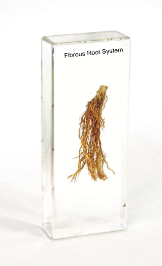 Мочковатая корневая система (в прозр. пластике)