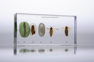 Развитие  тутового шелкопряда (в прозрачном пластике)